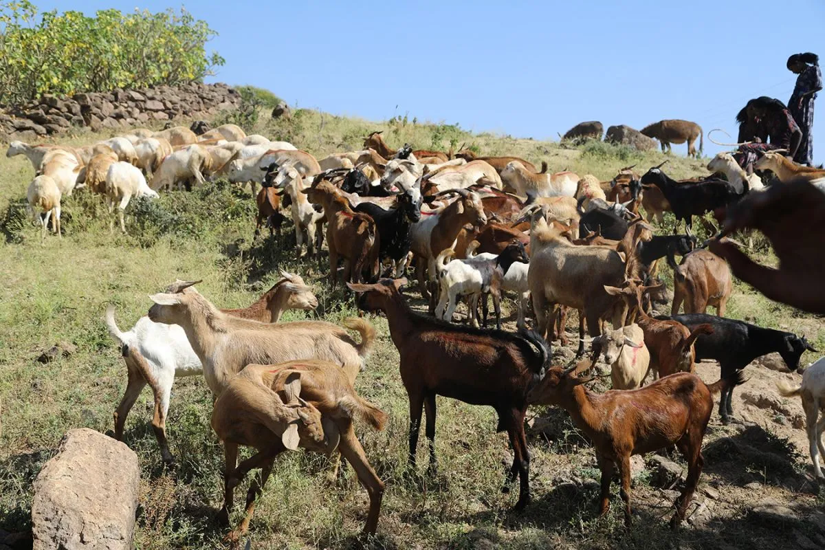 Jille Timuga, Animal Husbandry