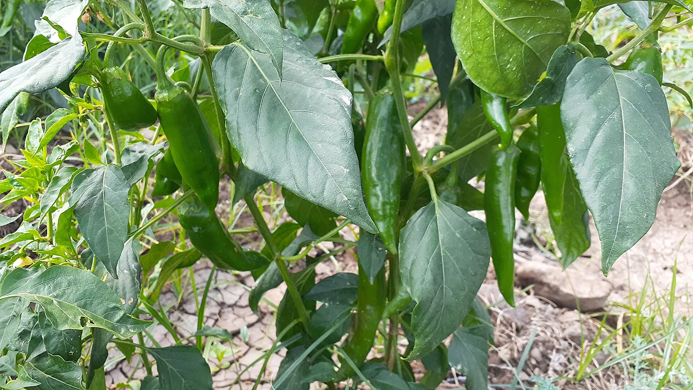 vegitable production
