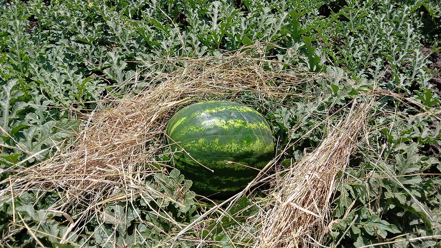 Watermelon development
