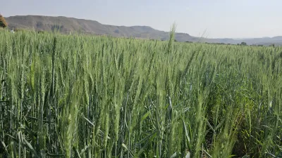 Summer wheat cultivation